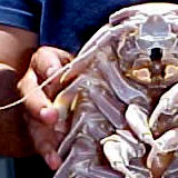 funny_creature3