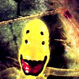 happyface_spider2