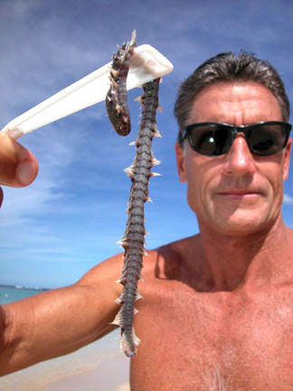 hawaiian_worm2