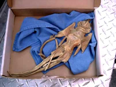 ガレージから変な生物のミイラが見つかる