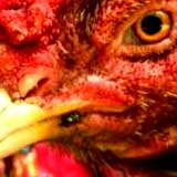 horn_hen1.jpg