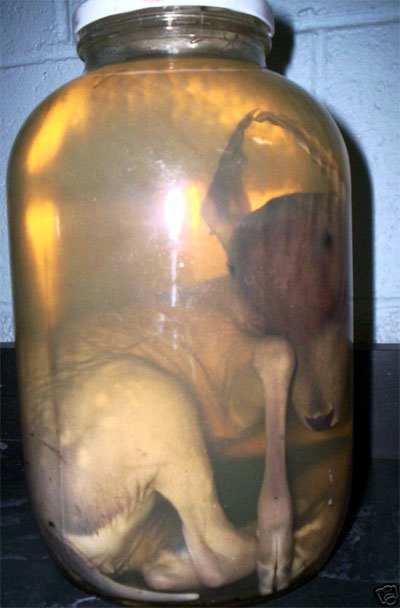jar_deer3.jpg