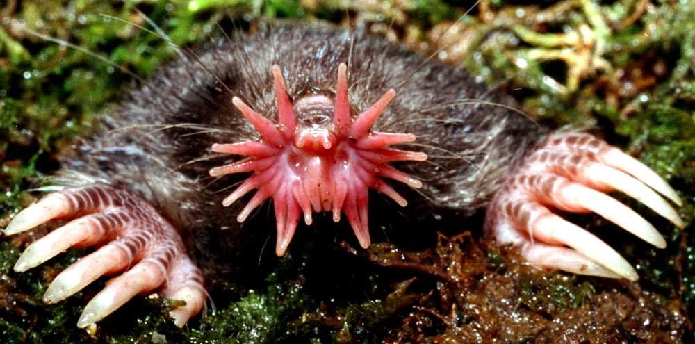 The Star-Nosed Mole