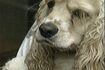 leash_dog1