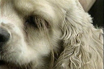 世界最長のマツゲを持つ犬がギネスに登録される