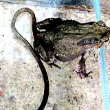 long_tail_toad1.jpg