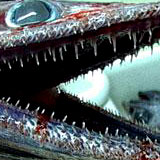 mad_fish0