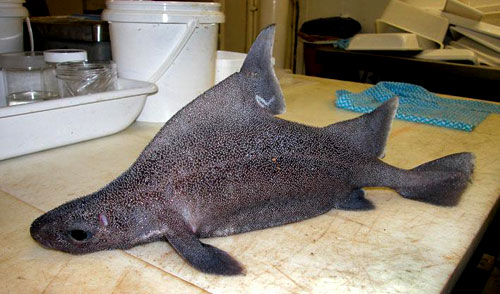 mad_fish2