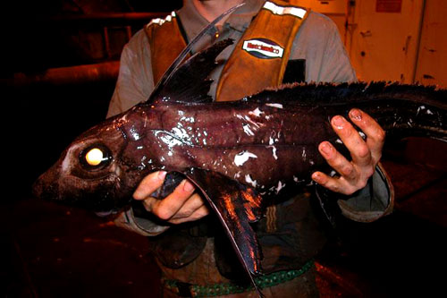 mad_fish3