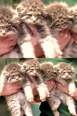 珍しい猫が生まれる