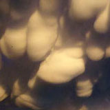 mexico_mammatus2