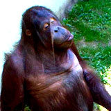 monkey_goodtime1