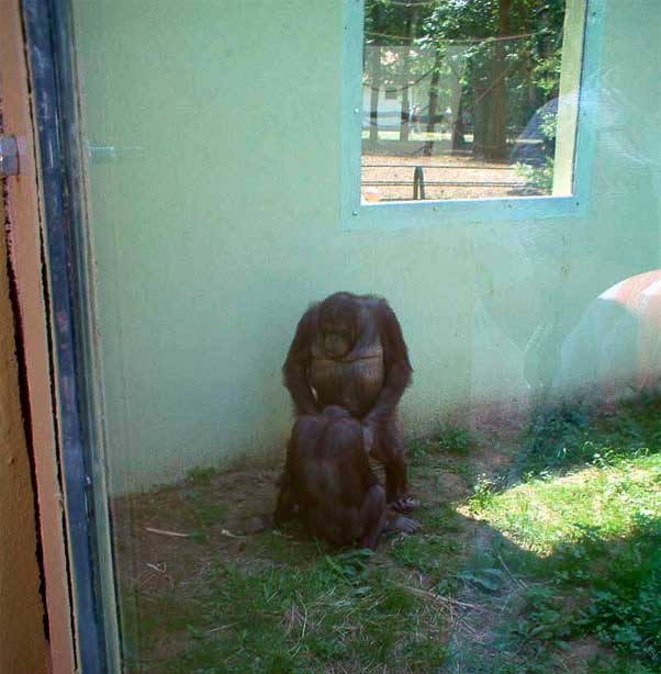 monkey_goodtime3