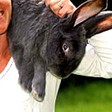 monster_rabbit