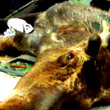 moose_atacks1