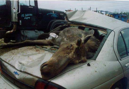 moose_atacks4