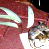 necrophilia_mouse1.jpg