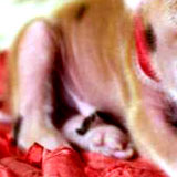 one_eyed_pig1.jpg