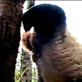 panda_handstands1.jpg