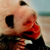 animalincrease2