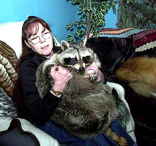 アライグマ死亡