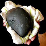 rock_fromskynz2