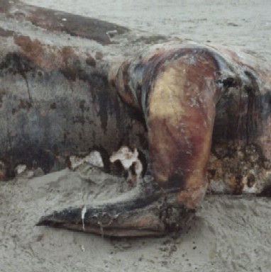 seaserpent121.jpg