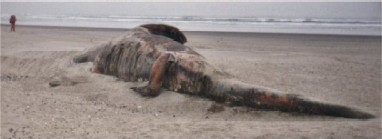 米オレゴン州海岸に打ち上げられた謎の死骸