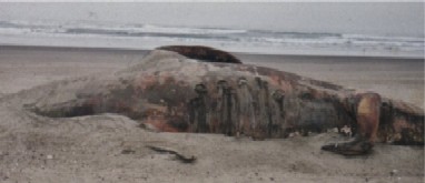 seaserpentmain1.jpg