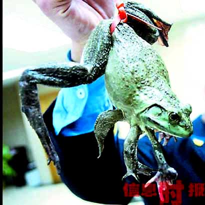 6本足のカエル発見される 中国