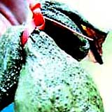 sixleged_frog1.jpg
