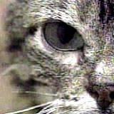 kitty_peking