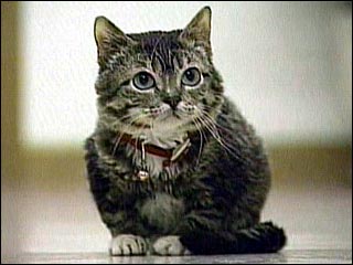 世界最小の猫、ギネスブックに登録される