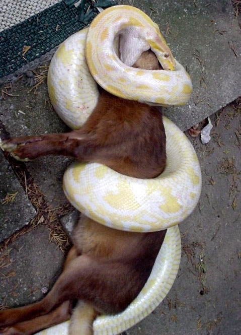 ヘビが鹿を食べる