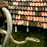 snake_worm1