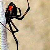 spider