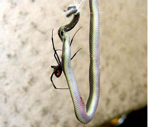 spider_snake2