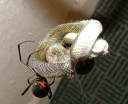spider_snake3