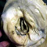 squid_eye2