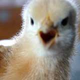 three_feet_bird1.jpg