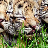 three_tiger1