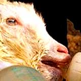 goat501_1.jpg