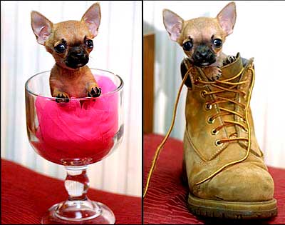 Hooch of a pooch!
