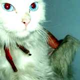 winged_cat0.jpg