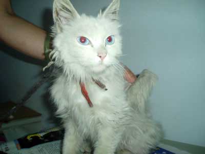 winged_cat2.jpg